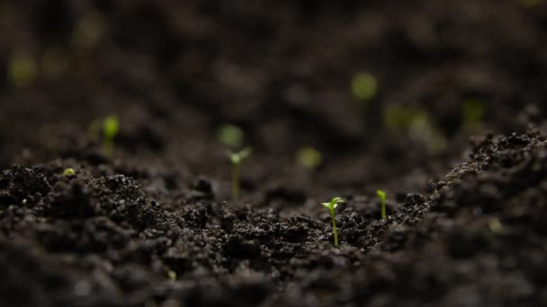 Agriculture Growing Plants Time Lapse Sprout Germination Spring Green Seedling — Vídeo de Stock