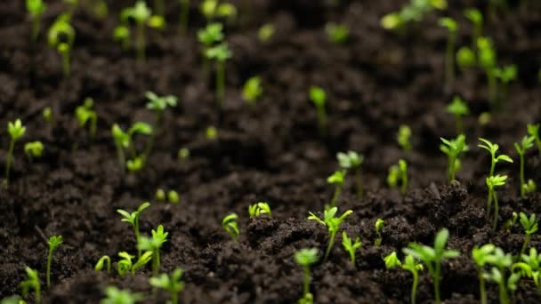 Agricultura Cultivo Plantas Lapso Tiempo Brota Germinación Primavera Plántulas Verdes — Vídeos de Stock