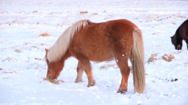Horses Winter Rural Animals Snow Covered Meadow Pure Nature Iceland — Stock video