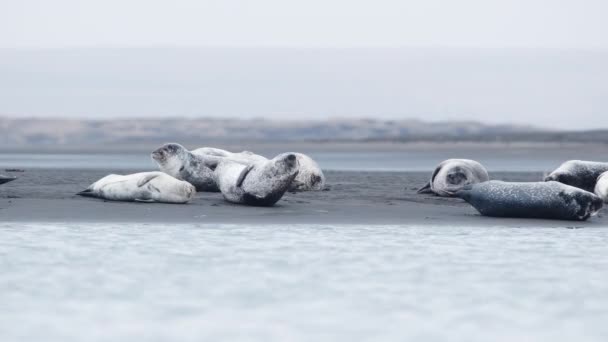 Pelsrobben Het Zwarte Zandstrand Ijsland Het Wild Levende Zoogdieren Oceaankust — Stockvideo