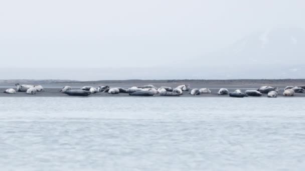 Pälssälar Svarta Sandstranden Island Djur Från Vilda Däggdjur Ocean Coast — Stockvideo