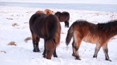 Horses In Winter. Rural Animals in Snow Covered Meadow. Pure Nature in Iceland. Frozen North Landscape. Icelandic Horse is a Breed of Horse Developed in Iceland. Shot in 8k Resolution.