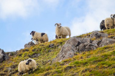 Icelandic Sheep Graze in the Mountain Meadow, Group of Domestic Animal in Pure and Clear Nature. Beautiful Icelandic Highlands. Ecologically Clean Lamb Meat and Wool Production. Scenic Area.