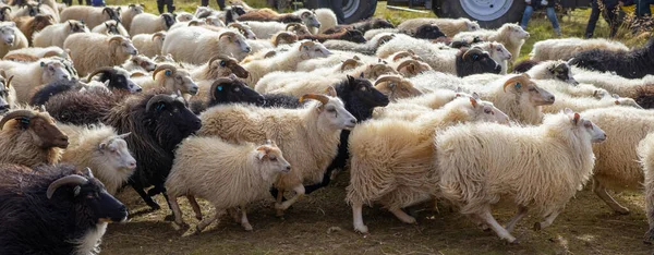 Icelandic Sheep Graze Mountain Meadow Group Domestic Animal Pure Clear — Stock Photo, Image