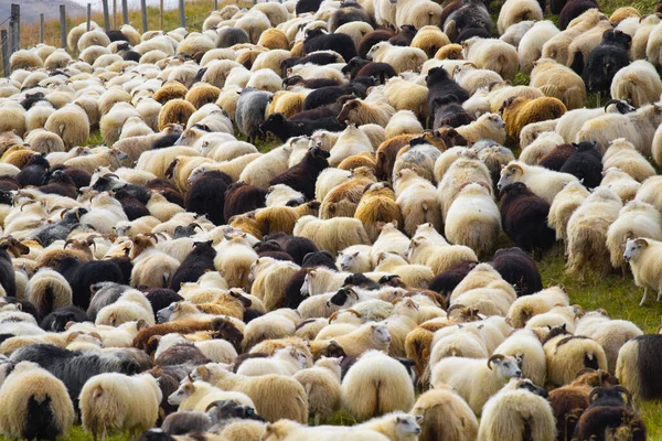 Icelandic Sheep Graze Mountain Meadow Group Domestic Animal Pure Clear — Stockfoto