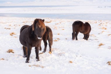 Horses In Winter. Rural Animals in Snow Covered Meadow. Pure Nature in Iceland. Frozen North Landscape. Icelandic Horse is a Breed of Horse Developed in Iceland. 