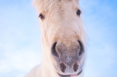 Horses In Winter. Rural Animals in Snow Covered Meadow. Pure Nature in Iceland. Frozen North Landscape. Icelandic Horse is a Breed of Horse Developed in Iceland. 