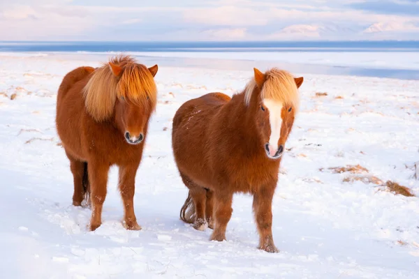 Horses In Winter. Rural Animals in Snow Covered Meadow. Pure Nature in Iceland. Frozen North Landscape. Icelandic Horse is a Breed of Horse Developed in Iceland. 