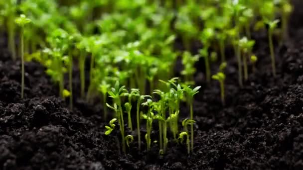 Agriculture Growing Plants Time Lapse Sprout Germination Spring Green Seedling — Stock video