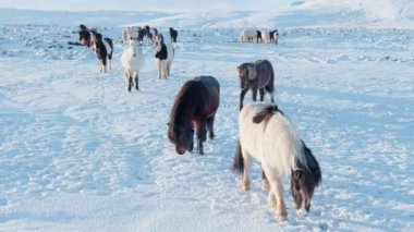 Horses In Winter. Rural Animals in Snow Covered Meadow. Pure Nature in Iceland. Frozen North Landscape. Icelandic Horse is a Breed of Horse Developed in Iceland. Shot in 8k Resolution.