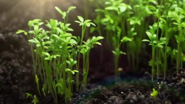 Agricoltura Piante Crescita Time Lapse Germinazione Dei Germogli Primavera Piantina — Video Stock
