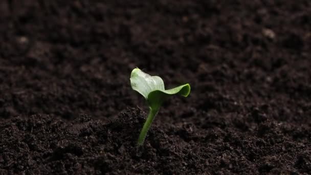 生长的植物时光流逝 芽在春天发芽 在土壤中的绿色幼苗 农业概念 幼芽的生命 肥沃土壤中发芽的种子 — 图库视频影像