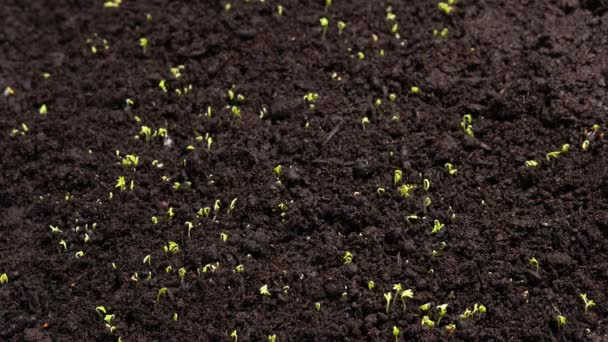 Agriculture Growing Plants Time Lapse Sprout Germination Spring Green Seedling — Wideo stockowe