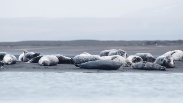 Меховые Тюлени Пляже Черного Песка Исландии Животные Млекопитающие Океанское Побережье — стоковое видео