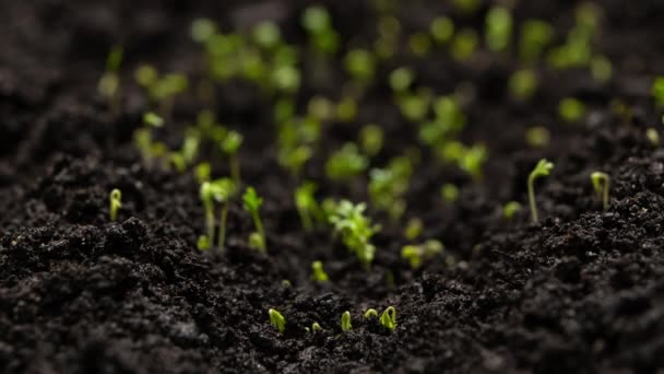 Rolnictwo Rosną Rośliny Czasie Upływu Czasu Kiełkowanie Wiosną Zielone Sadzonki — Wideo stockowe
