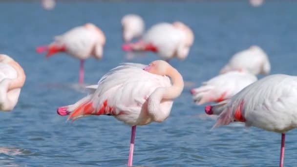 Flamingo Caminar Aguas Poco Profundas Flamingo Salvaje Mayor Lago Salado — Vídeo de stock