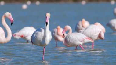 Flamingo sığ sularda yürür, Wild Greater flamingo tuzlu gölde, Doğa Vahşi Yaşam safari 4k çekimi. Yüksek kalite 4k görüntü