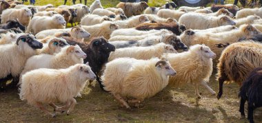 Icelandic Sheep Graze in the Mountain Meadow, Group of Domestic Animal in Pure and Clear Nature. Beautiful Icelandic Highlands. Ecologically Clean Lamb Meat and Wool Production. Scenic Area.