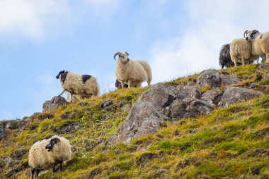 Icelandic Sheep Graze in the Mountain Meadow, Group of Domestic Animal in Pure and Clear Nature. Beautiful Icelandic Highlands. Ecologically Clean Lamb Meat and Wool Production. Scenic Area.