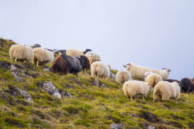 Icelandic Sheep Graze in the Mountain Meadow, Group of Domestic Animal in Pure and Clear Nature. Beautiful Icelandic Highlands. Ecologically Clean Lamb Meat and Wool Production. Scenic Area.