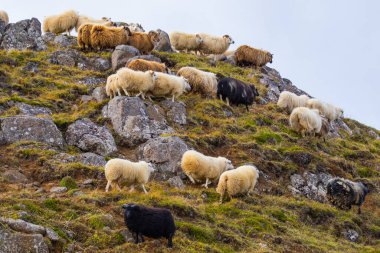 Icelandic Sheep Graze in the Mountain Meadow, Group of Domestic Animal in Pure and Clear Nature. Beautiful Icelandic Highlands. Ecologically Clean Lamb Meat and Wool Production. Scenic Area.