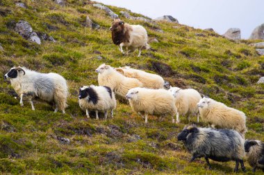 Icelandic Sheep Graze in the Mountain Meadow, Group of Domestic Animal in Pure and Clear Nature. Beautiful Icelandic Highlands. Ecologically Clean Lamb Meat and Wool Production. Scenic Area.