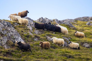 Icelandic Sheep Graze in the Mountain Meadow, Group of Domestic Animal in Pure and Clear Nature. Beautiful Icelandic Highlands. Ecologically Clean Lamb Meat and Wool Production. Scenic Area.