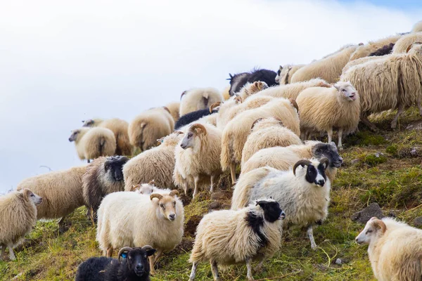 Icelandic Sheep Graze Mountain Meadow Group Domestic Animal Pure Clear — ストック写真