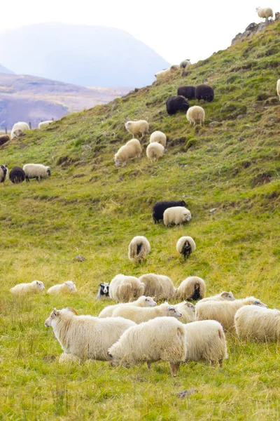 stock image Icelandic Sheep Graze in the Mountain Meadow, Group of Domestic Animal in Pure and Clear Nature. Beautiful Icelandic Highlands. Ecologically Clean Lamb Meat and Wool Production. Scenic Area.