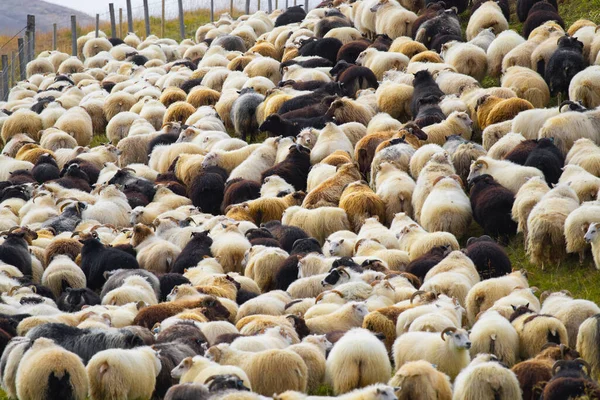 Icelandic Sheep Graze Mountain Meadow Group Domestic Animal Pure Clear — стоковое фото