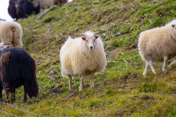 Icelandic Sheep Graze in the Mountain Meadow, Group of Domestic Animal in Pure and Clear Nature. Beautiful Icelandic Highlands. Ecologically Clean Lamb Meat and Wool Production. Scenic Area.