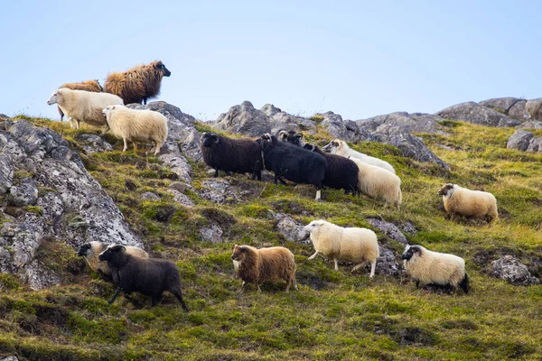 Icelandic Sheep Graze Mountain Meadow Group Domestic Animal Pure Clear —  Fotos de Stock