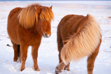 Horses In Winter. Rural Animals in Snow Covered Meadow. Pure Nature in Iceland. Frozen North Landscape. Icelandic Horse is a Breed of Horse Developed in Iceland. 