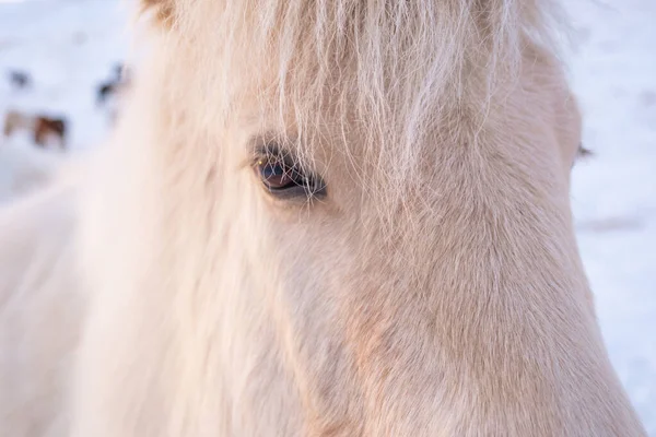 Horses In Winter. Rural Animals in Snow Covered Meadow. Pure Nature in Iceland. Frozen North Landscape. Icelandic Horse is a Breed of Horse Developed in Iceland.