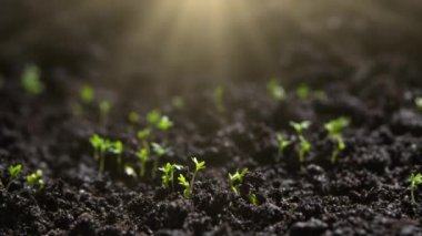 Agriculture. Growing plants in time lapse. Sprout germination at spring. Green seedling in soil. Agriculture concept. Life of young sprout. Sprouted seed in fertile soil.