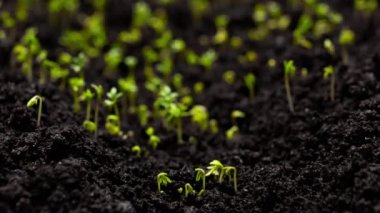 Agriculture. Growing plants in time lapse. Sprout germination at spring. Green seedling in soil. Agriculture concept. Life of young sprout. Sprouted seed in fertile soil.