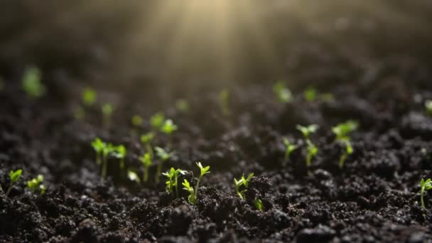 Agricultura Cultivo Plantas Lapso Tiempo Brota Germinación Primavera Plántulas Verdes — Vídeo de stock