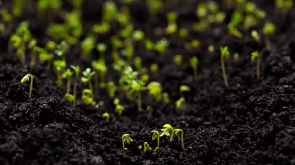 Agriculture Growing Plants Time Lapse Sprout Germination Spring Green Seedling — 图库视频影像