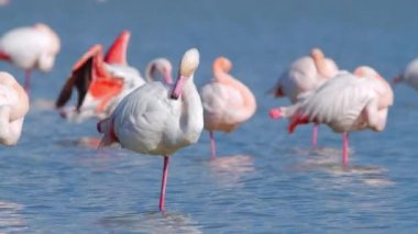 Flamingo sığ sularda yürür, Wild Greater flamingo tuzlu gölde, Doğa Vahşi Yaşam safari 4k çekimi. Yüksek kalite 4k görüntü