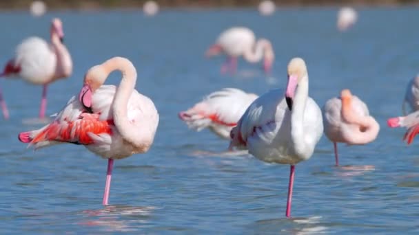 플라밍고는 있는데 플라밍고는 소금물 호수인 네이처 야생동물 사파리 고품질 — 비디오