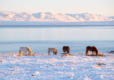 Horses In Winter. Rural Animals in Snow Covered Meadow. Pure Nature in Iceland. Frozen North Landscape. Icelandic Horse is a Breed of Horse Developed in Iceland. 