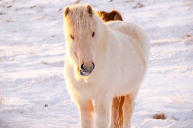 Horses In Winter. Rural Animals in Snow Covered Meadow. Pure Nature in Iceland. Frozen North Landscape. Icelandic Horse is a Breed of Horse Developed in Iceland. 