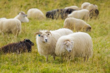 Icelandic Sheep Graze in the Mountain Meadow, Group of Domestic Animal in Pure and Clear Nature. Beautiful Icelandic Highlands. Ecologically Clean Lamb Meat and Wool Production. Scenic Area.