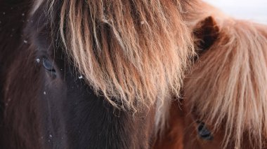 Horses In Winter. Rural Animals in Snow Covered Meadow. Pure Nature in Iceland. Frozen North Landscape. Icelandic Horse is a Breed of Horse Developed in Iceland. 