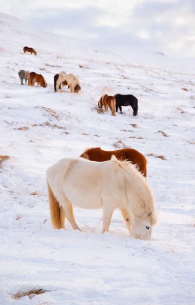 Horses In Winter. Rural Animals in Snow Covered Meadow. Pure Nature in Iceland. Frozen North Landscape. Icelandic Horse is a Breed of Horse Developed in Iceland.