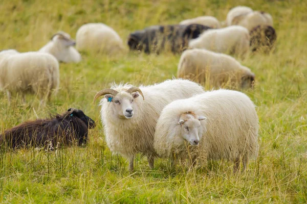 stock image Icelandic Sheep Graze in the Mountain Meadow, Group of Domestic Animal in Pure and Clear Nature. Beautiful Icelandic Highlands. Ecologically Clean Lamb Meat and Wool Production. Scenic Area.