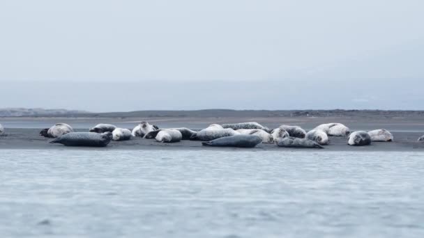 アイスランドの黒砂のビーチで毛皮のアザラシ 野生動物の哺乳動物 風光明媚なビーチと海の海岸 自然環境でのアシカ 8K分解能で撮影 — ストック動画