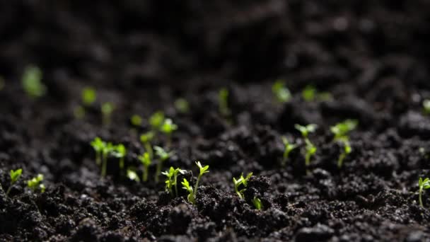 Agriculture Growing Plants Time Lapse Sprout Germination Spring Green Seedling — Stock Video
