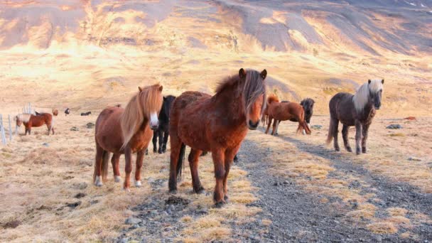 アイスランドの自然の中で馬の大群れ 秋の黄金の山の牧草地 — ストック動画
