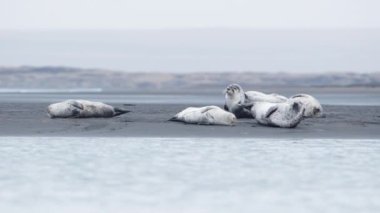 İzlanda 'daki Kara Kum Sahili' nde Kürk Mührü. Vahşi Yaşam Memelileri. Manzaralı Okyanus Kıyısı. Doğal ortamda Deniz Aslanları. Çekim 8k Çözünürlükte.